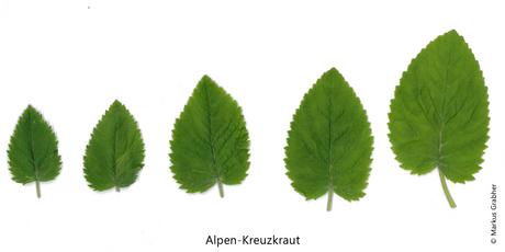 Alpen-Kreuzkraut, Blätter herzförmig bis 3-eckig, grob gezähnt