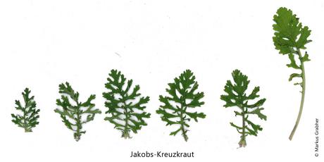 Jakobs-Kreuzkraut, Blätter