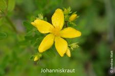 Johanniskraut: Blüte mit 5 goldgelben Kronblättern