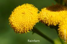 Rainfarn: gelbe Blüte, nur aus Röhrenblüten