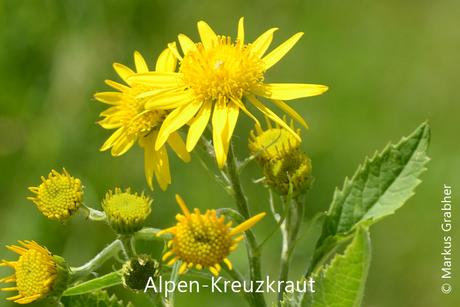 Alpen-Kreuzkraut, Blütenköpfe bilden eine doldenartige Rispe