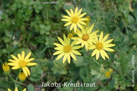 Jakobs-Kreuzkraut, Blütenköpfe mit 12 - 15 Zungenblüten